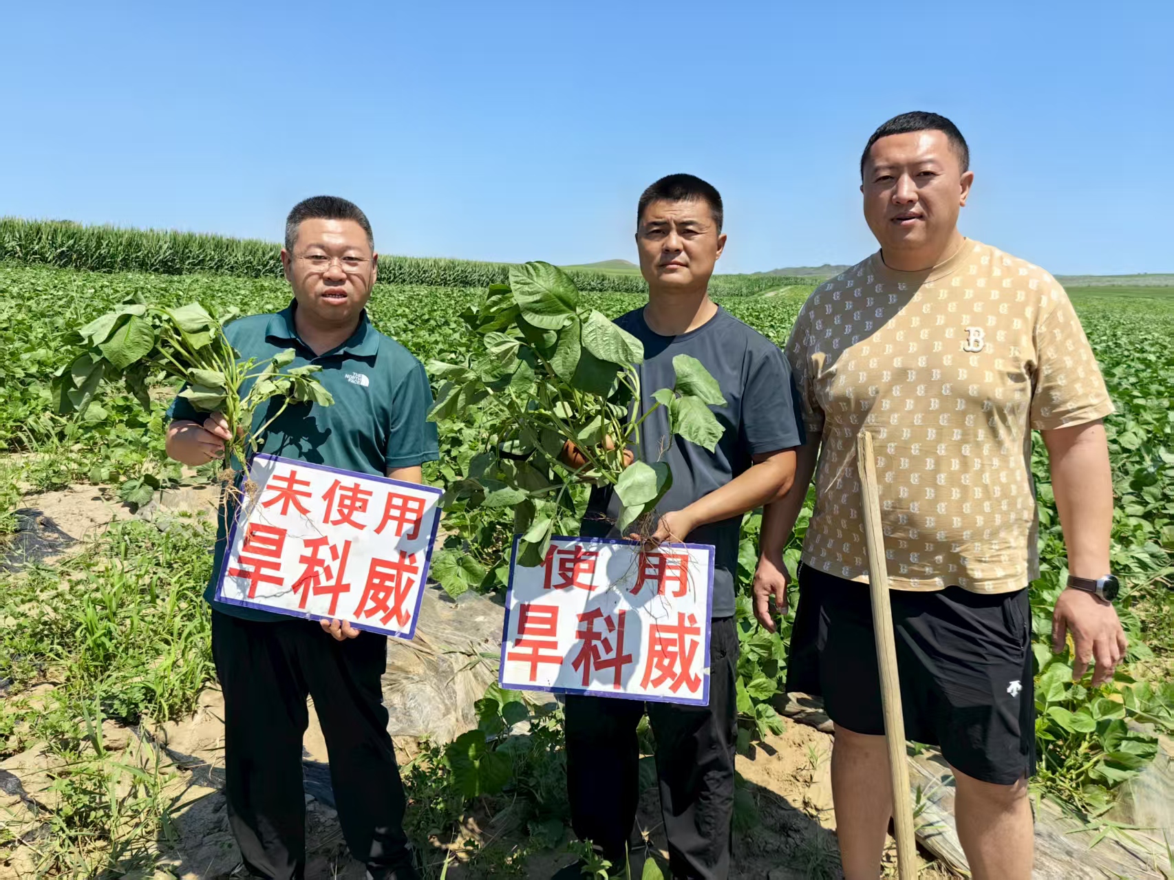 用旱科威的綠豆長(zhǎng)勢(shì)旺盛